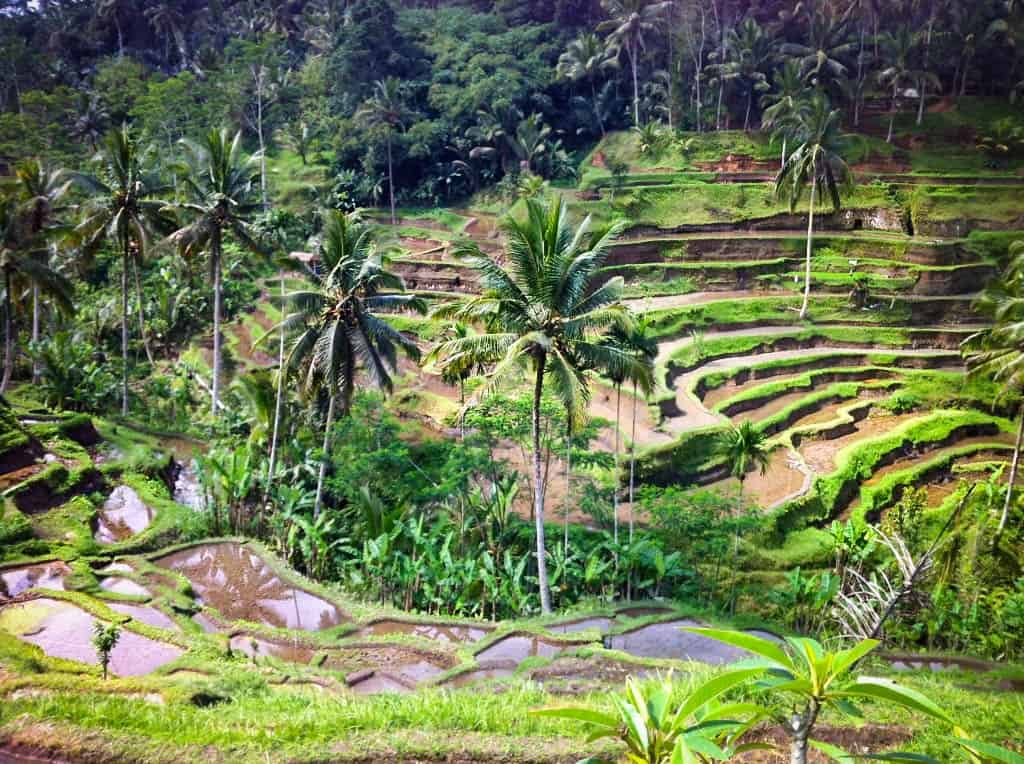 One day in Ubud itinerary