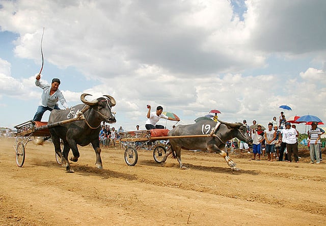 Buffalo race, Bali