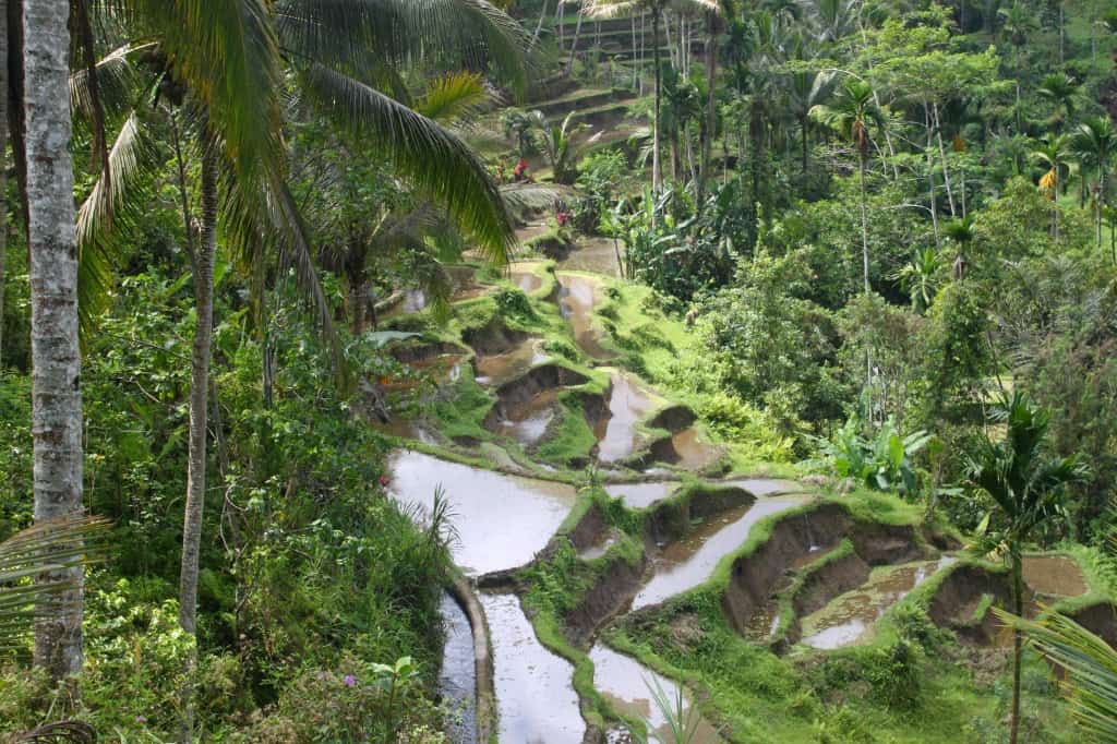 Rice fields, Bali