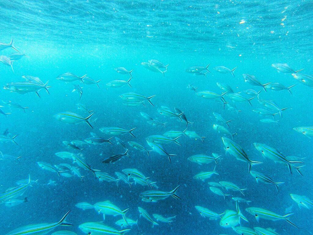 Snorkeling, Bali