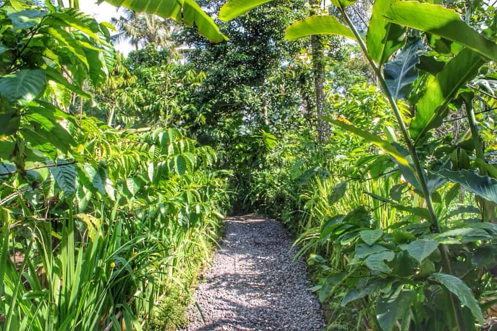 Ubud cycling tour