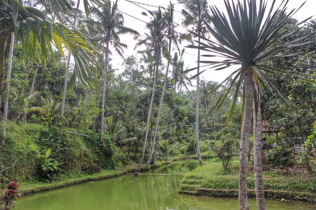 Bike tour in Bali