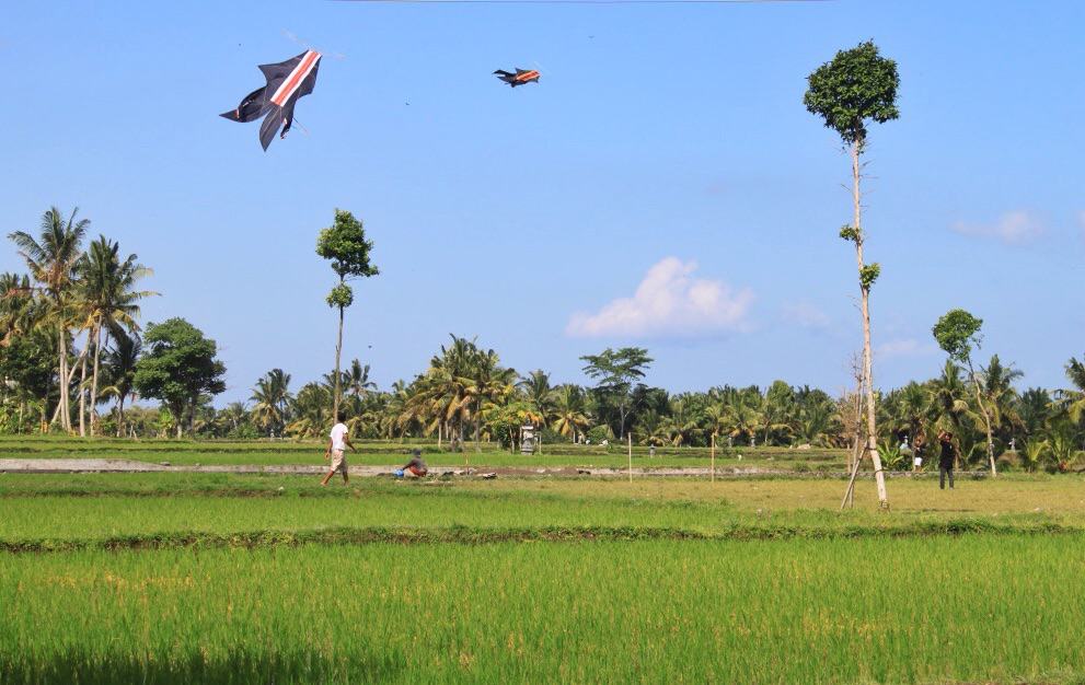 Kites are seen everywhere in Bali