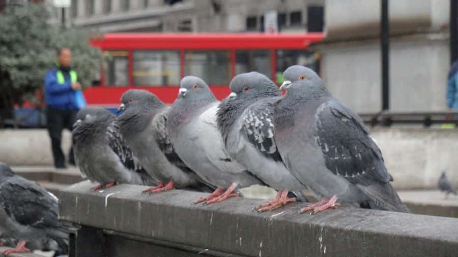 Feeding pigeons, Singapore