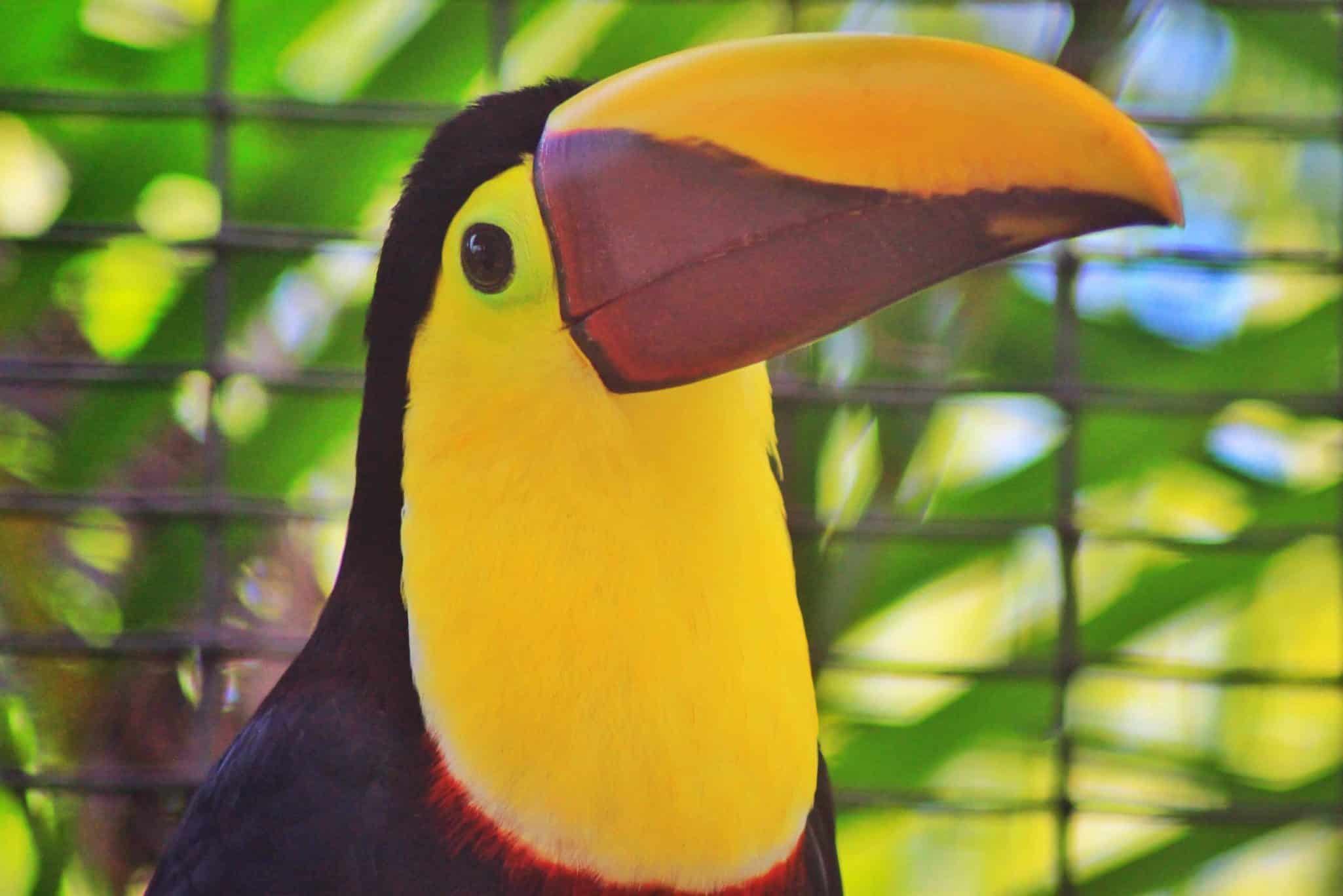 10 amazing rainforest animals in Central America