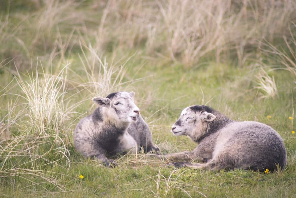 Sheep at Rubjerg Knude, Denmark (1 of 1)