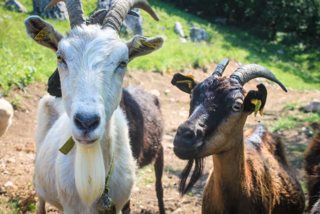 Mountain goat in Soca valley, Slovenia