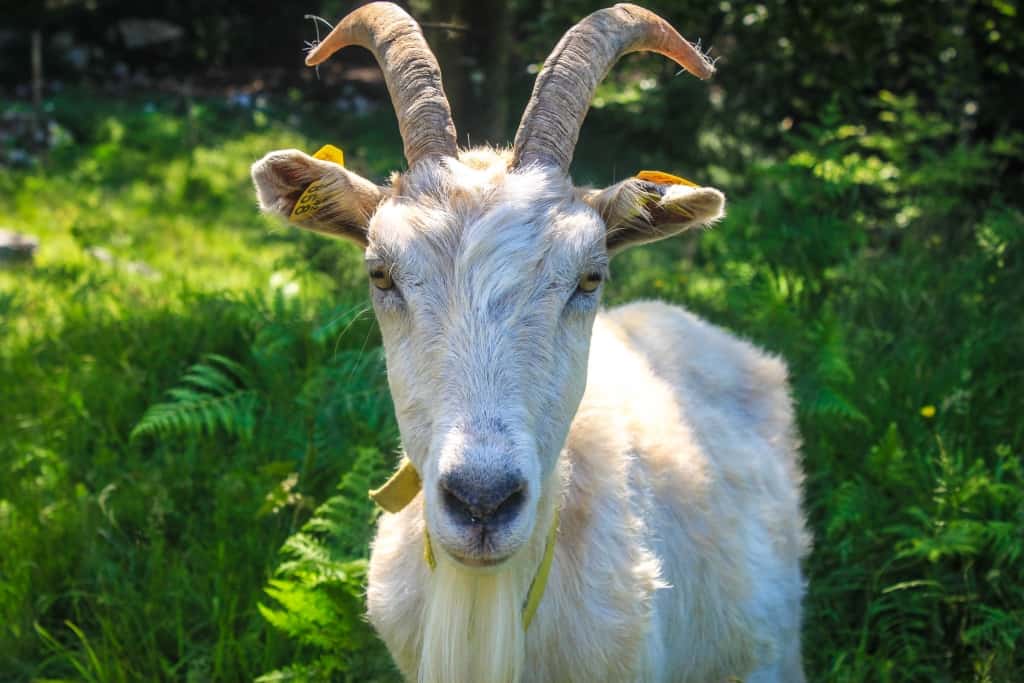 Mountain goat in Soca valley, Slovenia