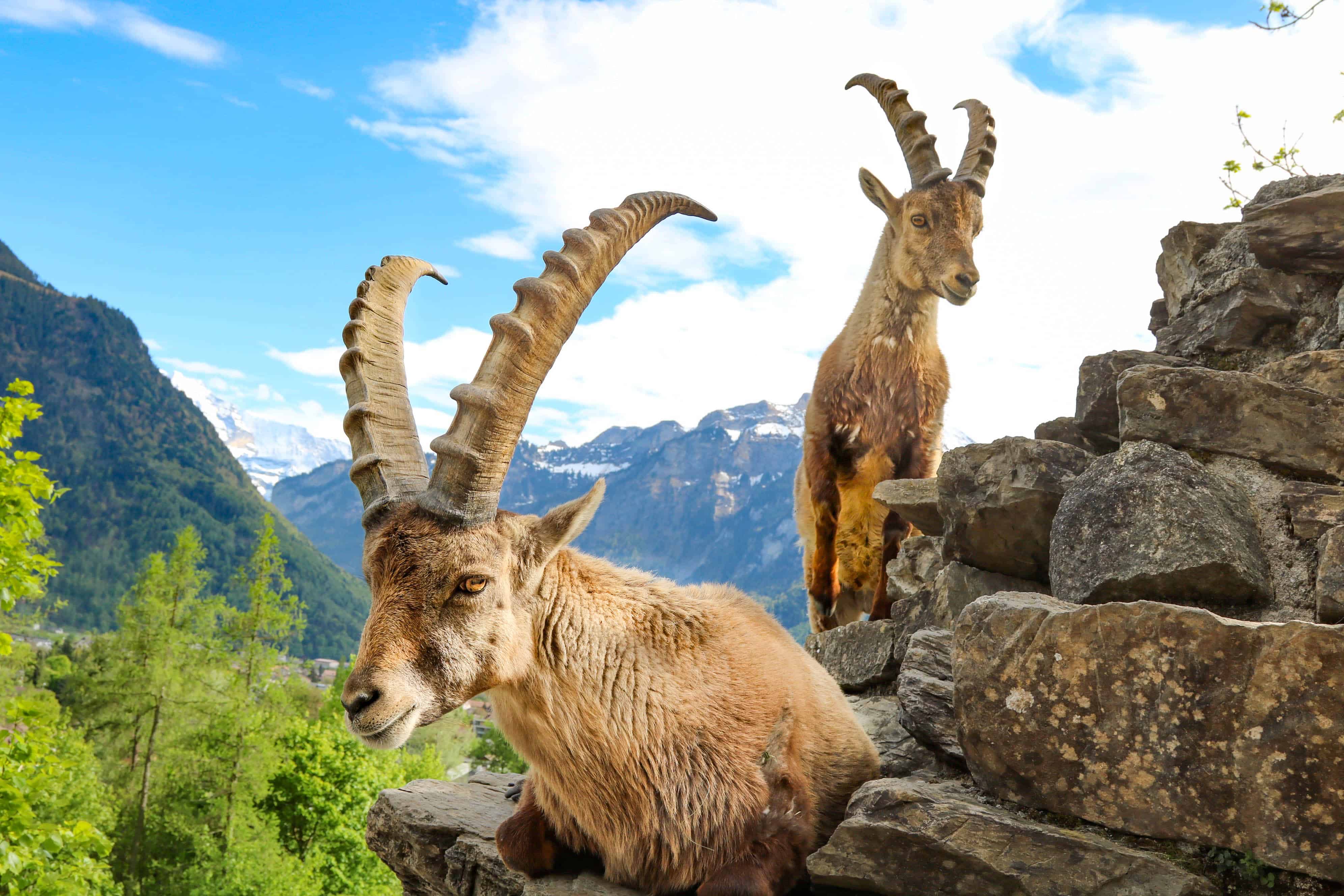 Жизнь животных в горах. Альпийский Ибекс. Фауна Швейцарии Серна. Безоаровый горный козел. Тебердинский заповедник Серна.