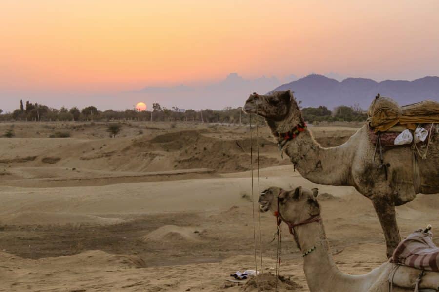 camel safari in Pushkar