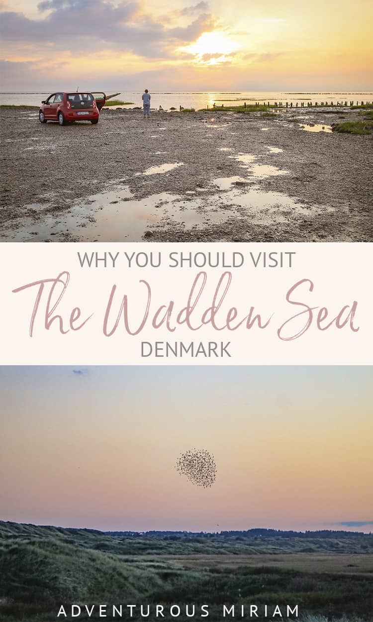 Wondering if you should visit the Wadden Sea National Park? Get tips on how you can walk on the bottom of the ocean, go oyster hunting and spot seals and the unique Black Sun. 