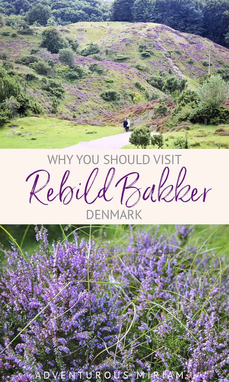Rebild Bakker is one of the most beautiful nature spots in Denmark. Try outdoors adventures when the purple heath covered hills blossom between July and August. #Denmark