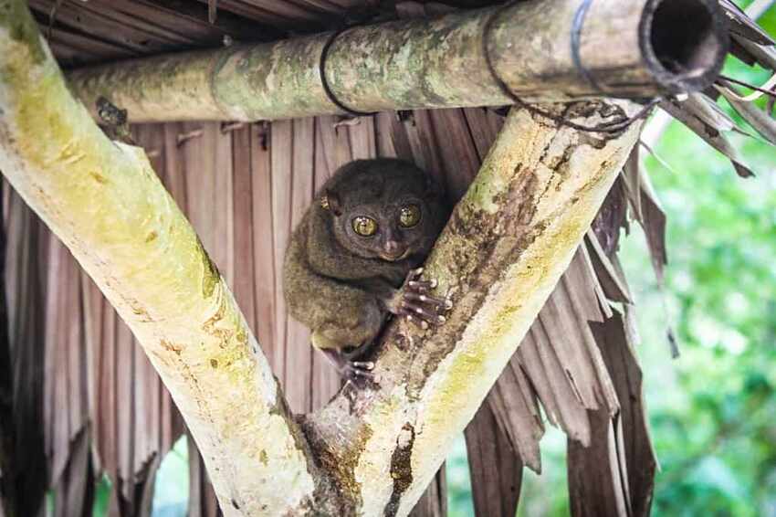 How to visit the Bohol tarsier responsibly