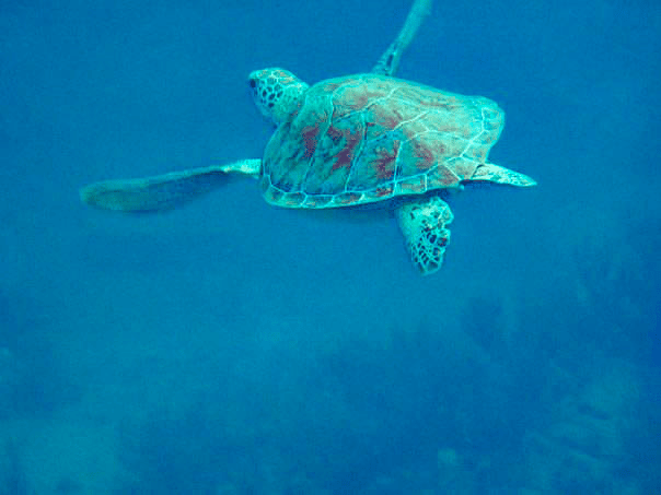 best snorkeling tour gili trawangan