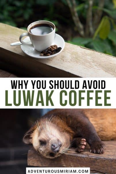 luwak coffee in Bali