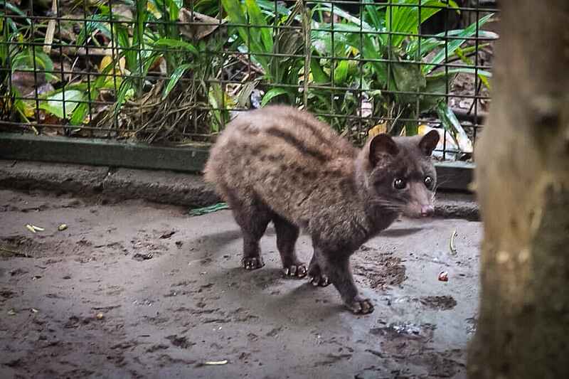 Luwak coffee in Bali