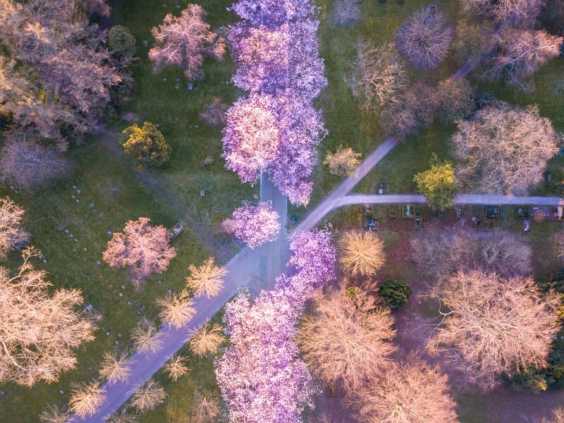 10 magical places to find Copenhagen cherry blossoms