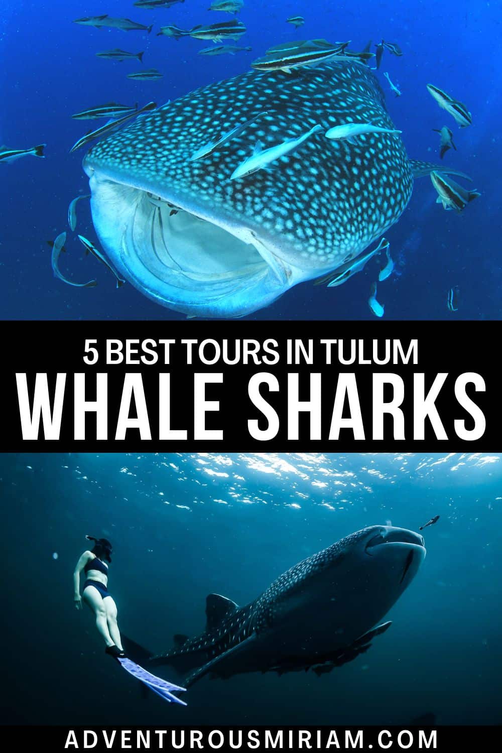 5 best whale shark tours in Tulum you'll love (2024) - Adventurous Miriam