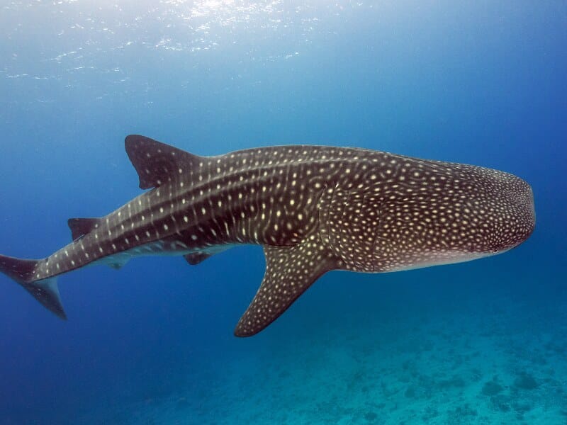 5 best whale shark tours in Tulum you’ll love (2024)