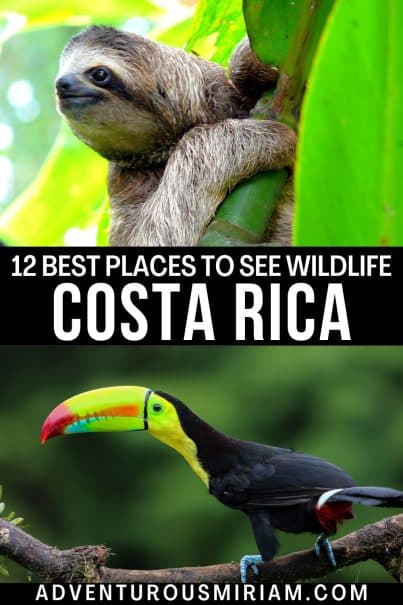 Check out my list of the best places to see wildlife in Costa Rica. I've got the top spots where you can easily find Costa Rica animals, from lounging sloths to chattering monkeys. Whether you're trekking through Monteverde or chilling in Manuel Antonio, you're in for a treat with Costa Rica wildlife. #CostaRicaAnimals #WildlifeSpotting #NatureLover