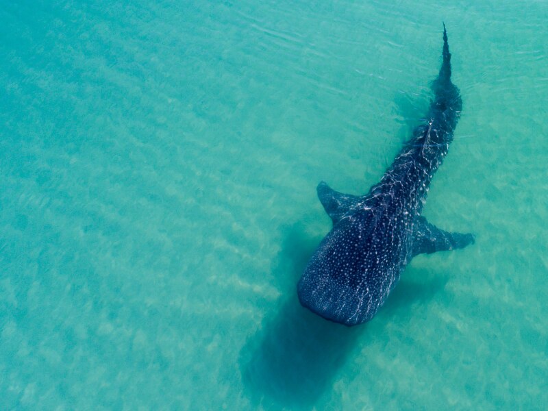 7 best whale shark tours from Holbox Island, Mexico (2024)
