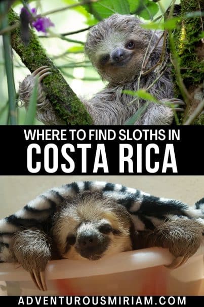 Discover the best spots to see sloths in Costa Rica. From Manuel Antonio to Monteverde, find out where to find these adorable creatures in their natural habitat.  #SlothsInCostaRica #CostaRicaSloths #WhereToFindSloths