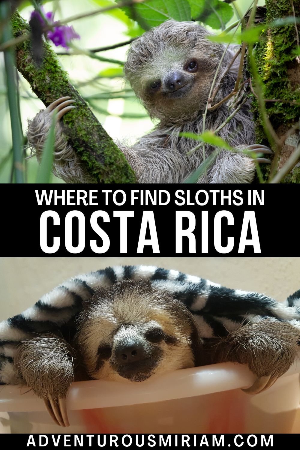 Sloths in Costa Rica and where to find them (2024) - Adventurous Miriam