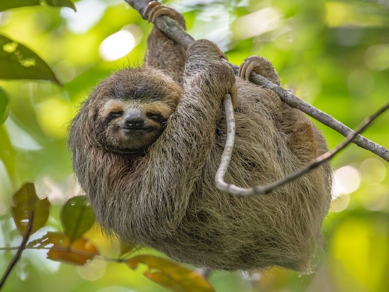 Sloths in Costa Rica and where to find them (2024)