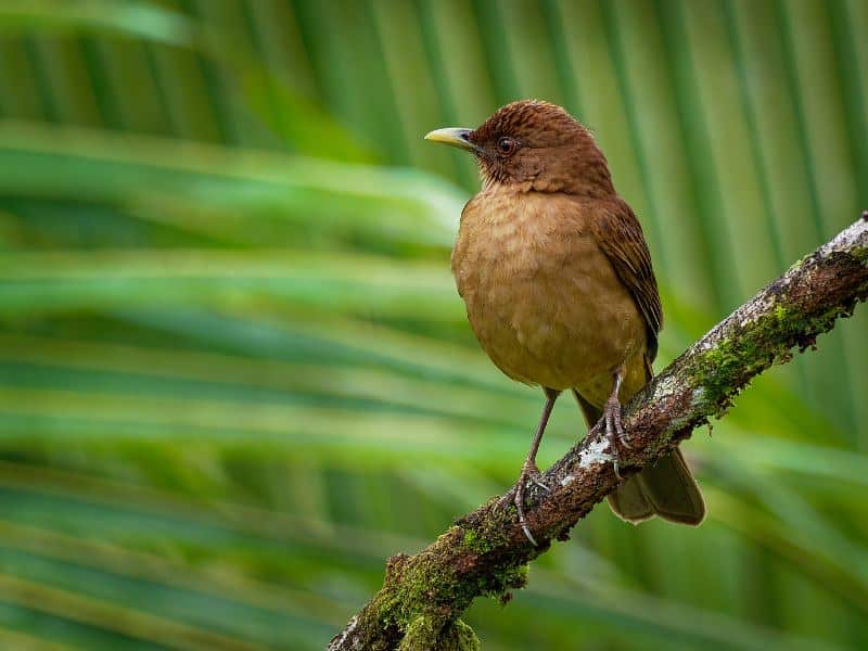 What is the national bird of Costa Rica (and why?)