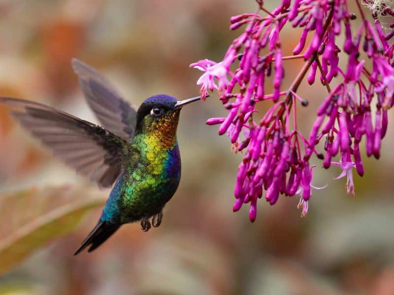10 best bird watching tours in Costa Rica in 2024