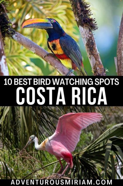 Explore the best places for bird watching in Costa Rica, a haven for birders! Discover top birding destinations in Costa Rica. #CostaRicaBirdWatching #BirdingDestinations #BestPlacesForBirding