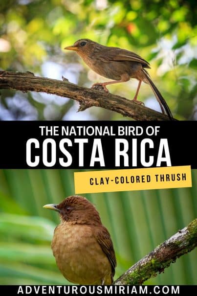 Explore the charm of the national bird of Costa Rica, the Clay-Colored Thrush. Learn about its significance, habitat, and why it's a symbol of Costa Rican culture. Perfect for bird enthusiasts and nature lovers. #CostaRicaBirding #ClayColoredThrush #NationalBirdCR