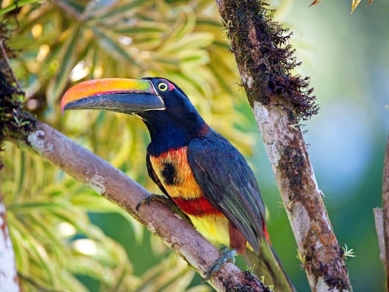 10 best places for bird watching in Costa Rica (2024)