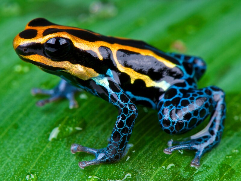 20 amazing animals you should see in Central America